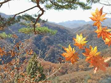 解锁成都网红秘境，自然节拍下的桃花源新探（11月5日）